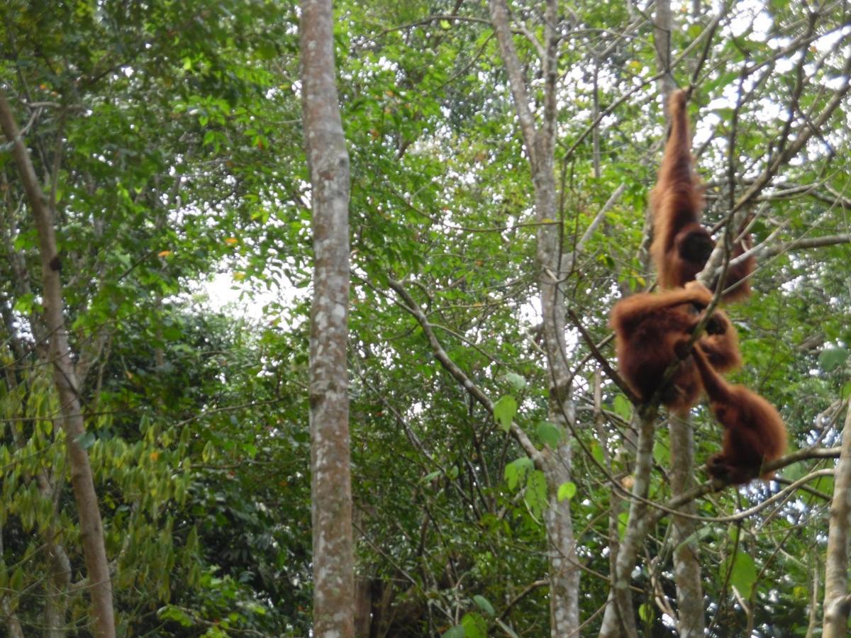 Ambow Homestay Jungle Trekking & Village Tour Bukit Lawang Dış mekan fotoğraf