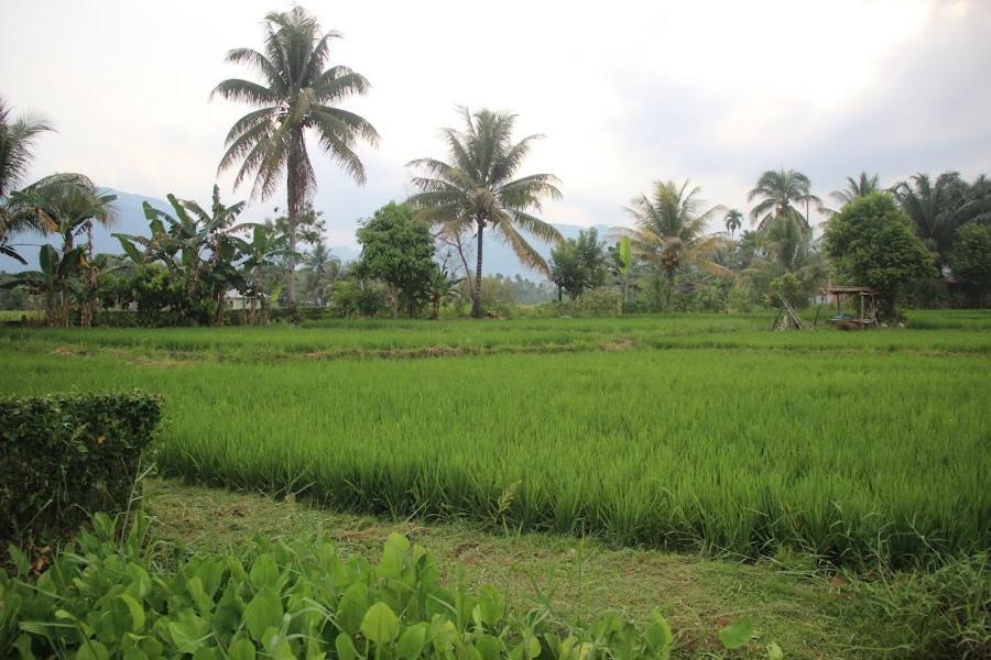Ambow Homestay Jungle Trekking & Village Tour Bukit Lawang Dış mekan fotoğraf