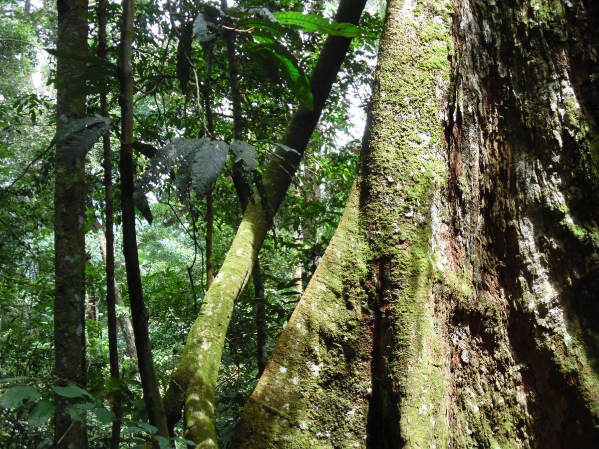 Ambow Homestay Jungle Trekking & Village Tour Bukit Lawang Dış mekan fotoğraf