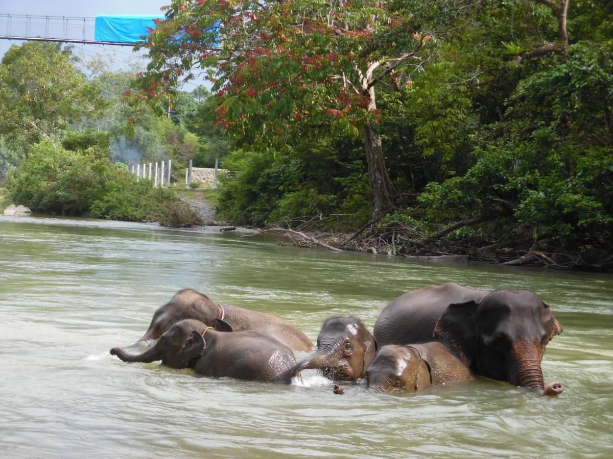 Ambow Homestay Jungle Trekking & Village Tour Bukit Lawang Dış mekan fotoğraf